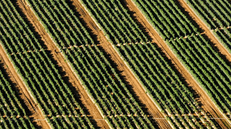 Salad - professional stock photography