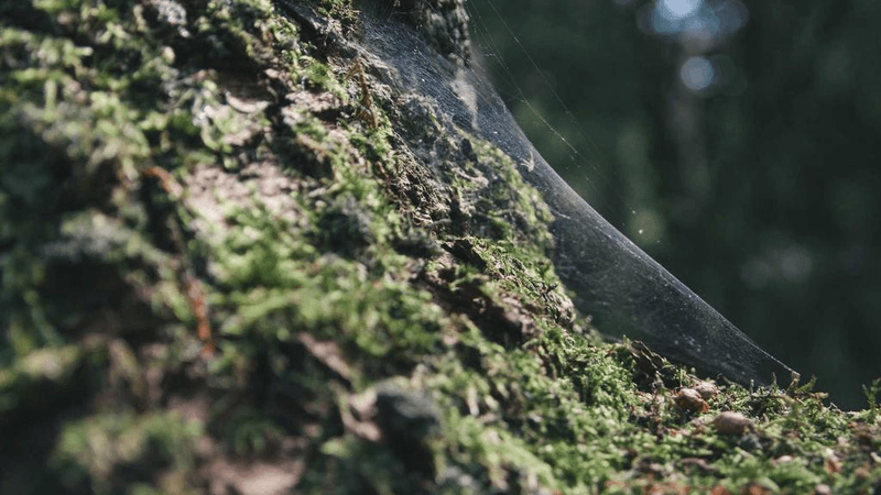 Smoothie - professional stock photography